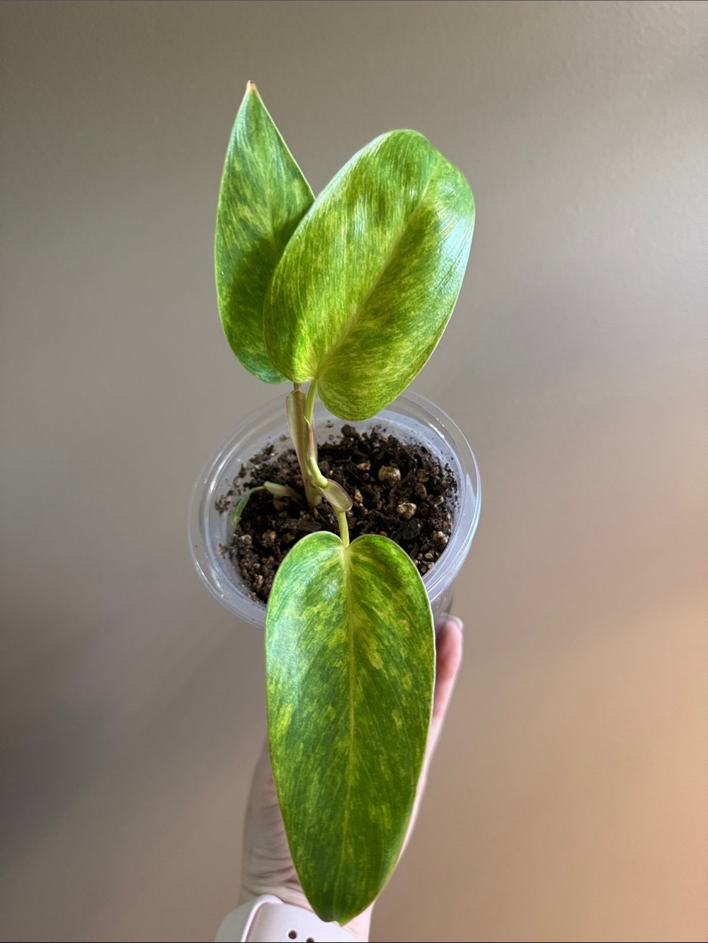 Philodendron Painted Lady - Rooted - Picture 2 of 6